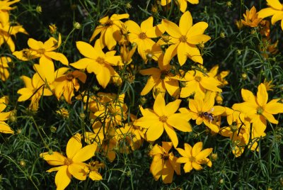 Coreopsis verticillata - krásnoočko přeslenité - květy